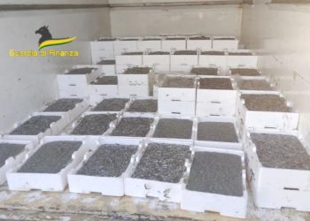 Maxi sequestro di 2 tonnellate di novellame di sarda a Cassano all’Ionio