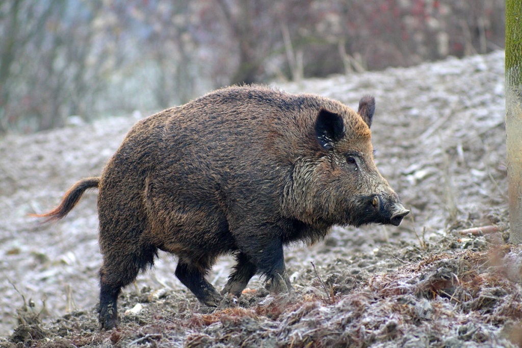 3 Cinghiale dei Monti Sibillini 1