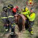 Cavallo cade in un dirupo, salvato dai Vigili del Fuoco (VIDEO) 9 Cavallo cade in un dirupo, salvato dai Vigili del Fuoco (VIDEO)
