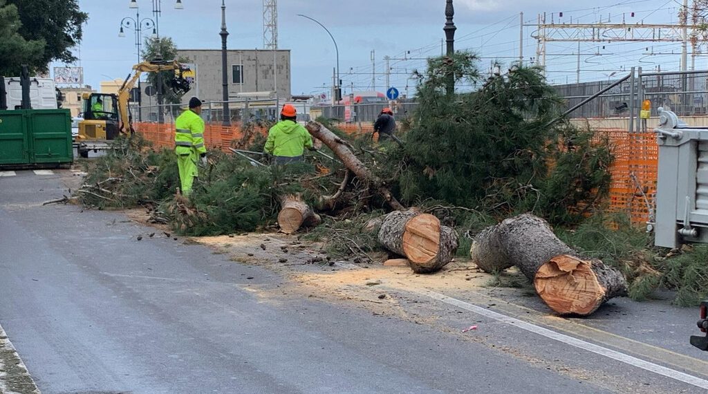 Grosso pino cade sulla Via Marina Alta a Reggio Calabria 1 Grosso pino cade sulla Via Marina Alta a Reggio Calabria