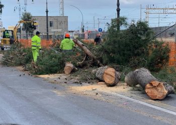Grosso pino cade sulla Via Marina Alta a Reggio Calabria