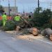 Grosso pino cade sulla Via Marina Alta a Reggio Calabria