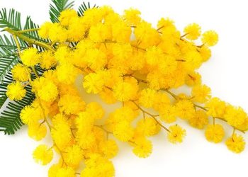 La Giornata della Donna senza festa per festeggiare