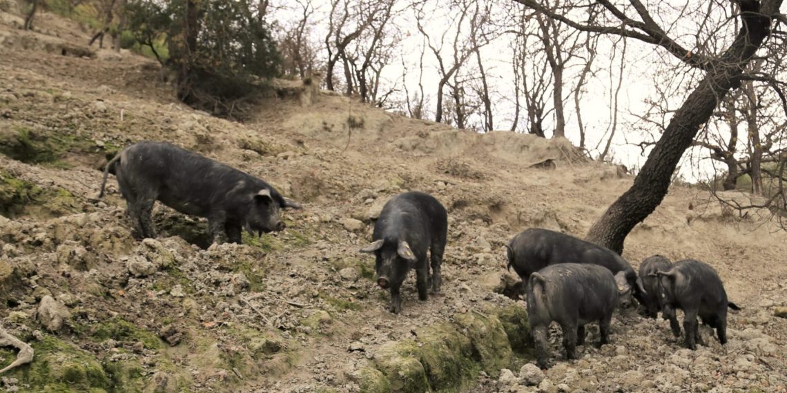 Il Suino Nero d’Aspromonte e il suo prezioso patrimonio genetico da salvaguardare, risorsa economica per la Locride