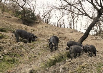 Il Suino Nero d’Aspromonte e il suo prezioso patrimonio genetico da salvaguardare, risorsa economica per la Locride