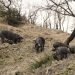 Il Suino Nero d’Aspromonte e il suo prezioso patrimonio genetico da salvaguardare, risorsa economica per la Locride
