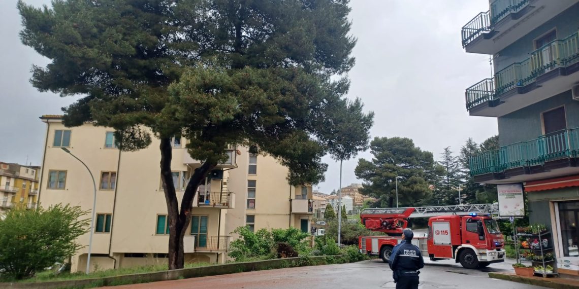 Il malefico sortilegio che colpisce Vibo Valentia: un altro albero è caduto (questa volta è colpa del maltempo!)