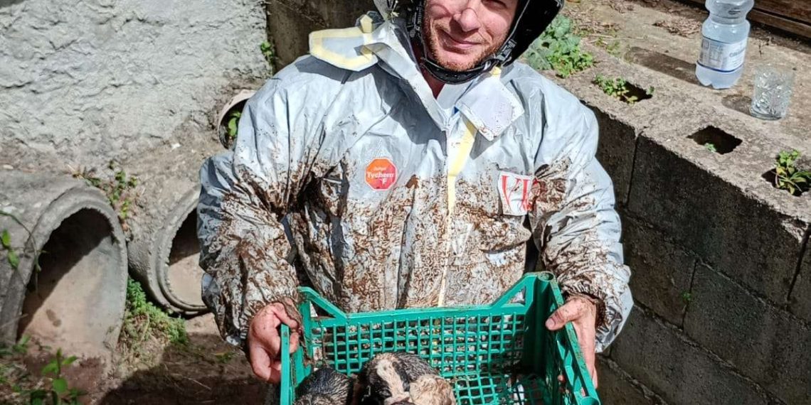 Motta Filocastro, i Vigili del Fuoco salvano sei cuccioli di cane appena nati