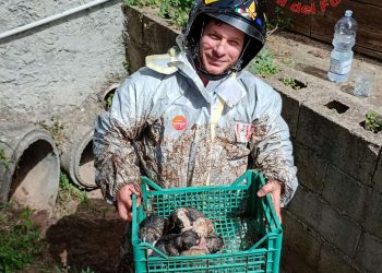 Motta Filocastro, i Vigili del Fuoco salvano sei cuccioli di cane appena nati