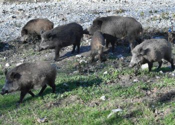 Coldiretti Calabria: l’emergenza cinghiali è fuori controllo, necessaria la completa attuazione del Piano Straordinario 1 Coldiretti Calabria: l’emergenza cinghiali è fuori controllo, necessaria la completa attuazione del Piano Straordinario