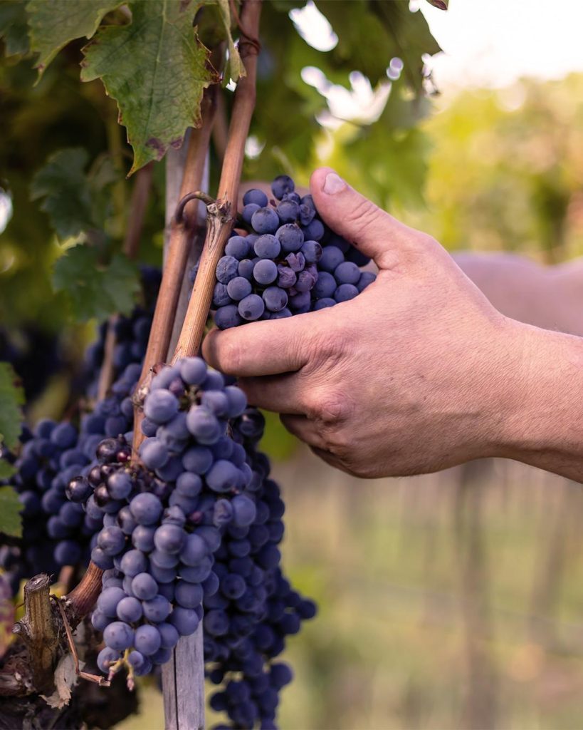 Al Vinitaly aspettando la Doc Costa degli Dei per raccontare la nascente denominazione calabrese 3 WhatsApp Image 2025 04 04 at 14.28.49