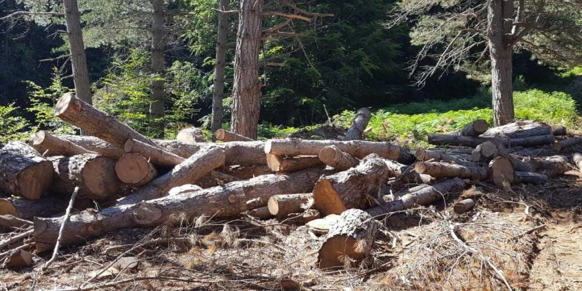 I militari del Reparto Carabinieri del Parco Nazionale d’Aspromonte hanno arestato un uomo per furto aggravato di legname