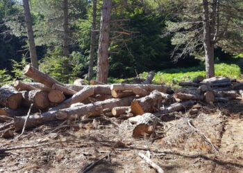 I militari del Reparto Carabinieri del Parco Nazionale d’Aspromonte hanno arestato un uomo per furto aggravato di legname