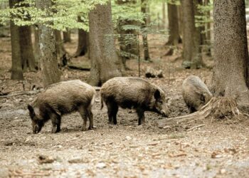 Sempre più grave l’emergenza cinghiali. A Nicotera un branco aggredisce e uccide un cavallo