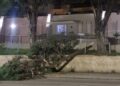 A Reggio Calabria crolla un albero nel cortile di un asilo