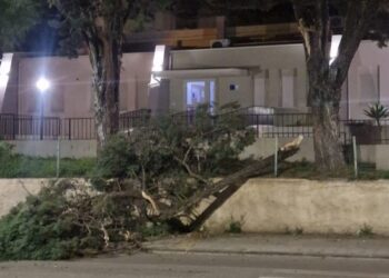 A Reggio Calabria crolla un albero nel cortile di un asilo