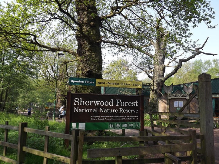 Sulle orme di Robin Hood nella foresta di Sherwood 7 sherwood 1
