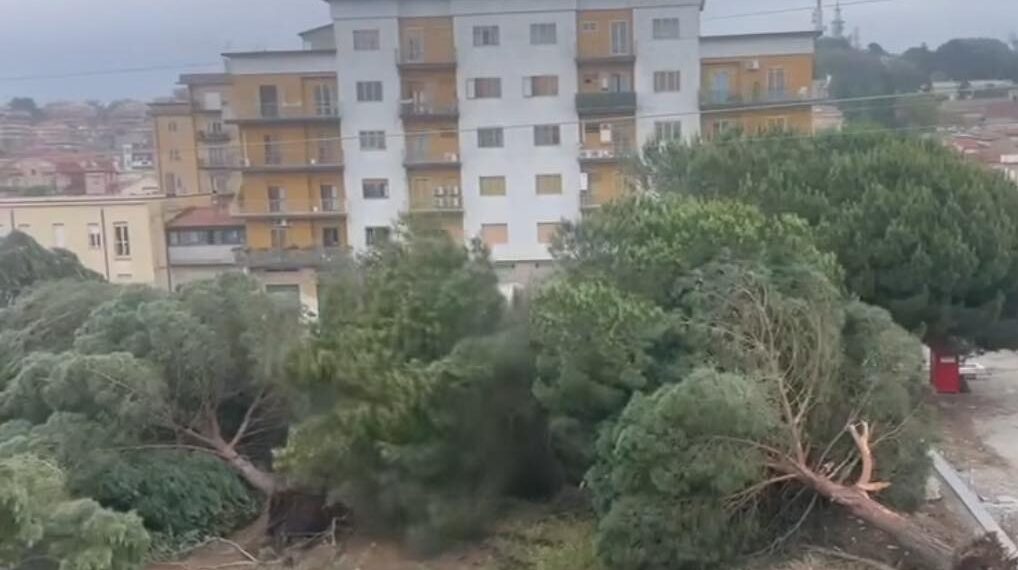 Vibo Valentia: non ha più nido la capinera di piazza Salvemini! Abbattuti, questa mattina, gli alberi