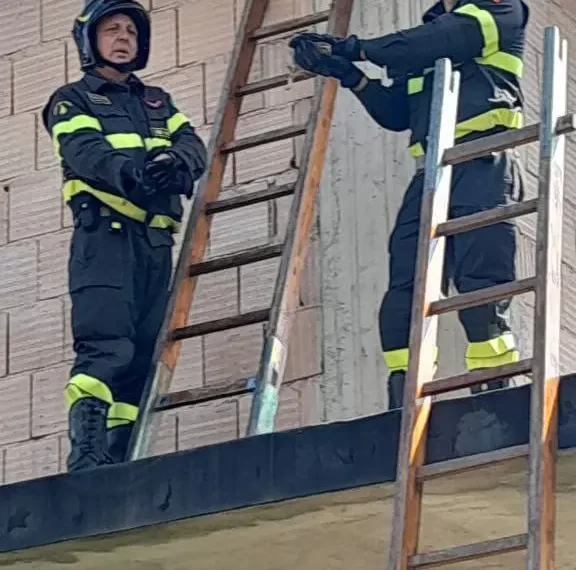 I Vigili del Fuoco salvano una civetta a Mileto