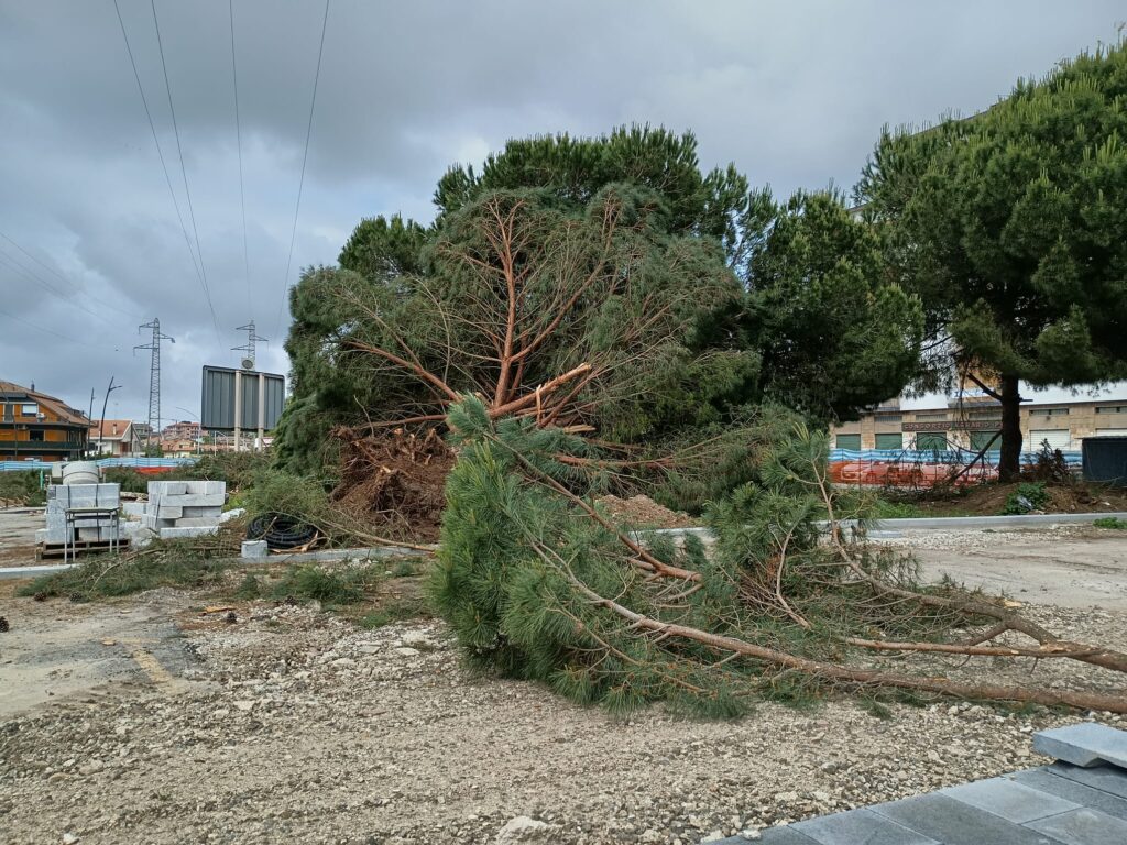 Vibo Valentia: non ha più nido la capinera di piazza Salvemini! Abbattuti, questa mattina, gli alberi 5 WhatsApp Image 2025 05 21 at 16.19.01 1