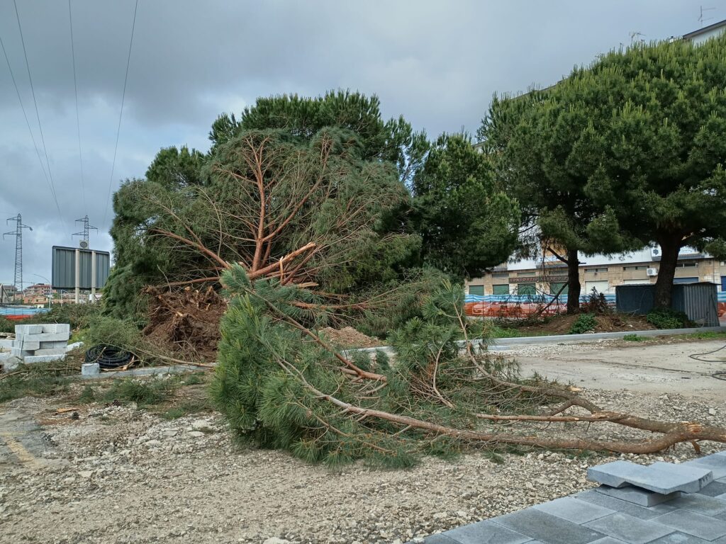 Vibo Valentia: non ha più nido la capinera di piazza Salvemini! Abbattuti, questa mattina, gli alberi 6 WhatsApp Image 2025 05 21 at 16.19.01