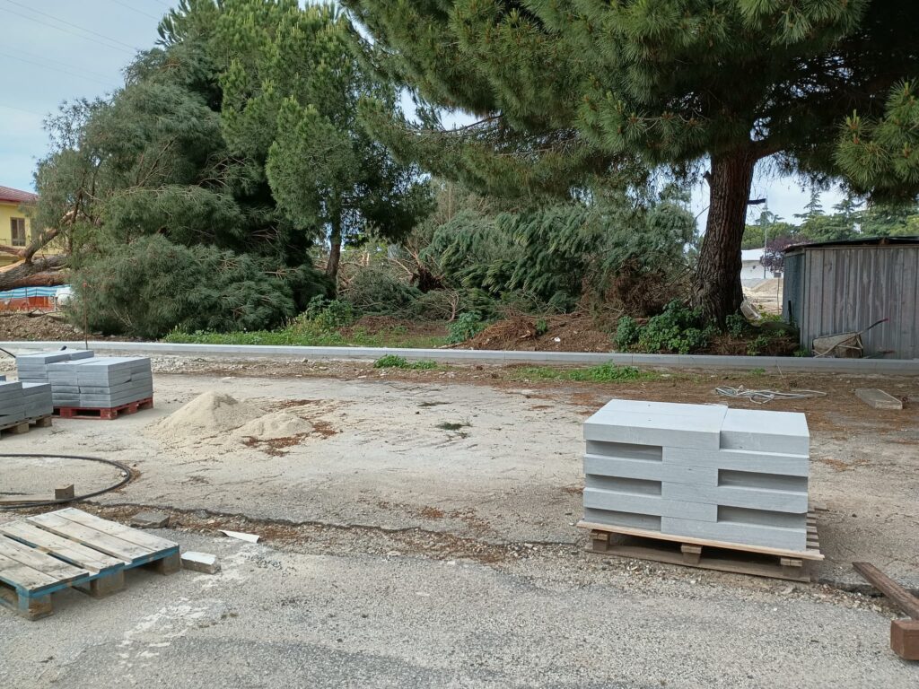 Vibo Valentia: non ha più nido la capinera di piazza Salvemini! Abbattuti, questa mattina, gli alberi 3 WhatsApp Image 2025 05 21 at 16.19.02 1