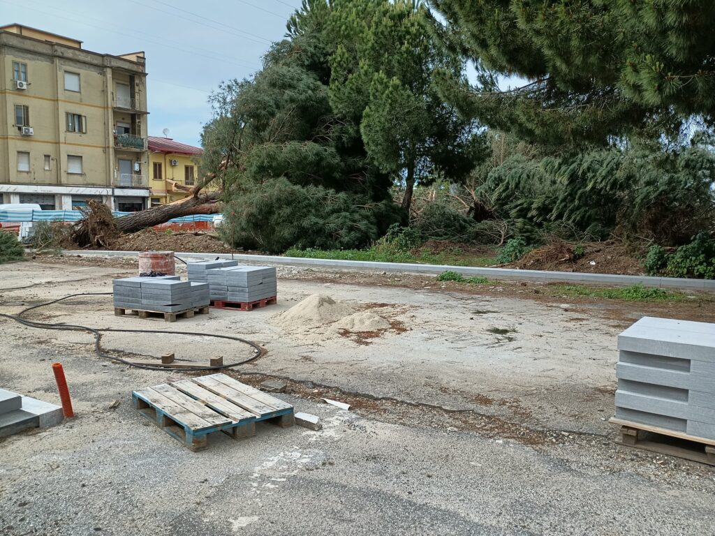 Vibo Valentia: non ha più nido la capinera di piazza Salvemini! Abbattuti, questa mattina, gli alberi 4 WhatsApp Image 2025 05 21 at 16.19.02