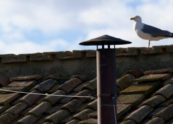 …ma il Conclave nell’era social è un gabbiano appollaiato sul comignolo in attesa della fumata (nera o bianca)!