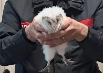 Una segnalazione ai Carabinieri salva un giovane esemplare di barbagianni