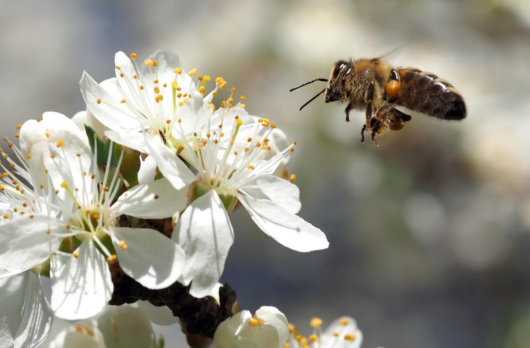 20 maggio, Giornata Mondiale delle Api: l'importanza ecologica, il valore simbolico... dagli antichi egizi ad oggi 3 bb03efb7 e846 4e21 98f6 12a3eba6923c