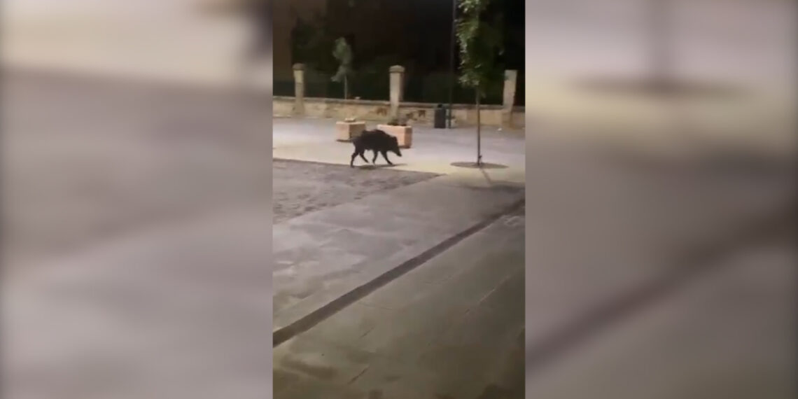 Vibo Valentia, la rigenerata piazza del Municipio piace... ai cinghiali! (VIDEO) 1 Vibo Valentia, la rigenerata piazza del Municipio piace… ai cinghiali! (VIDEO)