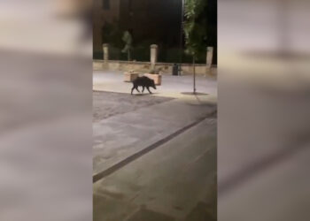 Vibo Valentia, la rigenerata piazza del Municipio piace… ai cinghiali! (VIDEO)
