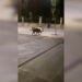 Vibo Valentia, la rigenerata piazza del Municipio piace… ai cinghiali! (VIDEO)