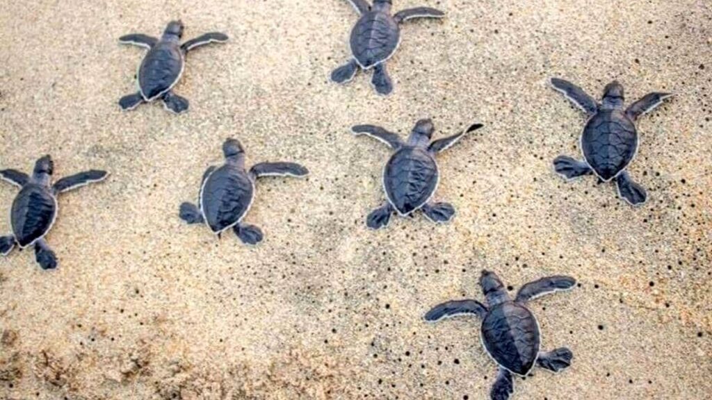 tartarughe caretta caretta
