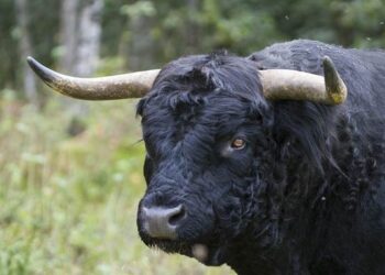 Pastore caricato da un toro a Rossano