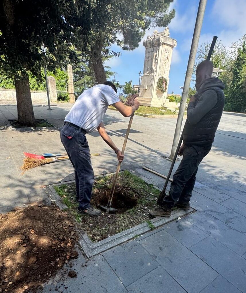 Paradossi vibonesi: diventa una notizia da esaltare l'aver piantato 5 nuovi alberi in una città che va perdendoli! 4 viale regina margherita nuovi alberi 2