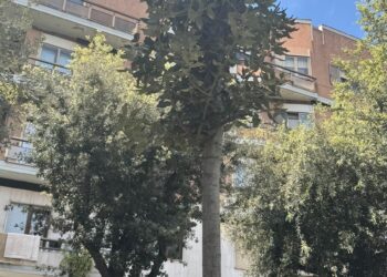 Paradossi vibonesi: diventa una notizia da esaltare l’aver piantato 5 nuovi alberi in una città che va perdendoli!