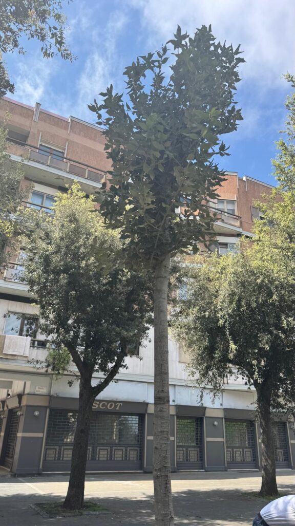 Paradossi vibonesi: diventa una notizia da esaltare l'aver piantato 5 nuovi alberi in una città che va perdendoli! 3 viale regina margherita nuovi alberi 3