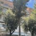 Paradossi vibonesi: diventa una notizia da esaltare l’aver piantato 5 nuovi alberi in una città che va perdendoli!