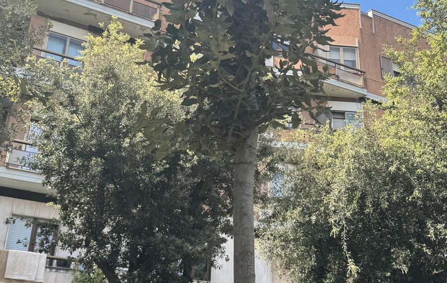 Paradossi vibonesi: diventa una notizia da esaltare l'aver piantato 5 nuovi alberi in una città che va perdendoli! 1 Paradossi vibonesi: diventa una notizia da esaltare l’aver piantato 5 nuovi alberi in una città che va perdendoli!