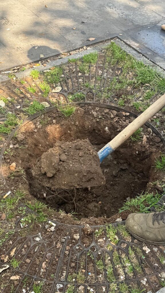 Paradossi vibonesi: diventa una notizia da esaltare l'aver piantato 5 nuovi alberi in una città che va perdendoli! 2 viale regina margherita nuovi alberi