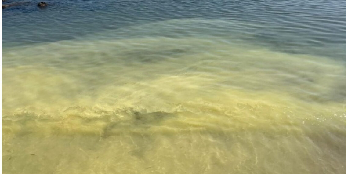 L'Arpacal segnala la presenza di pollini di pinaceae lungo il litorale jonico 1 L’Arpacal segnala la presenza di pollini di pinaceae lungo il litorale jonico