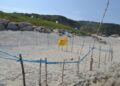 Trovato nelle spiagge di Ricadi il primo nido di tartaruga marina della stagione
