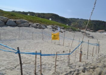 Trovato nelle spiagge di Ricadi il primo nido di tartaruga marina della stagione