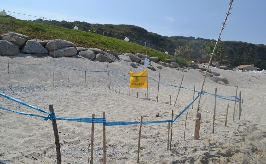 Trovato nelle spiagge di Ricadi il primo nido di tartaruga marina della stagione