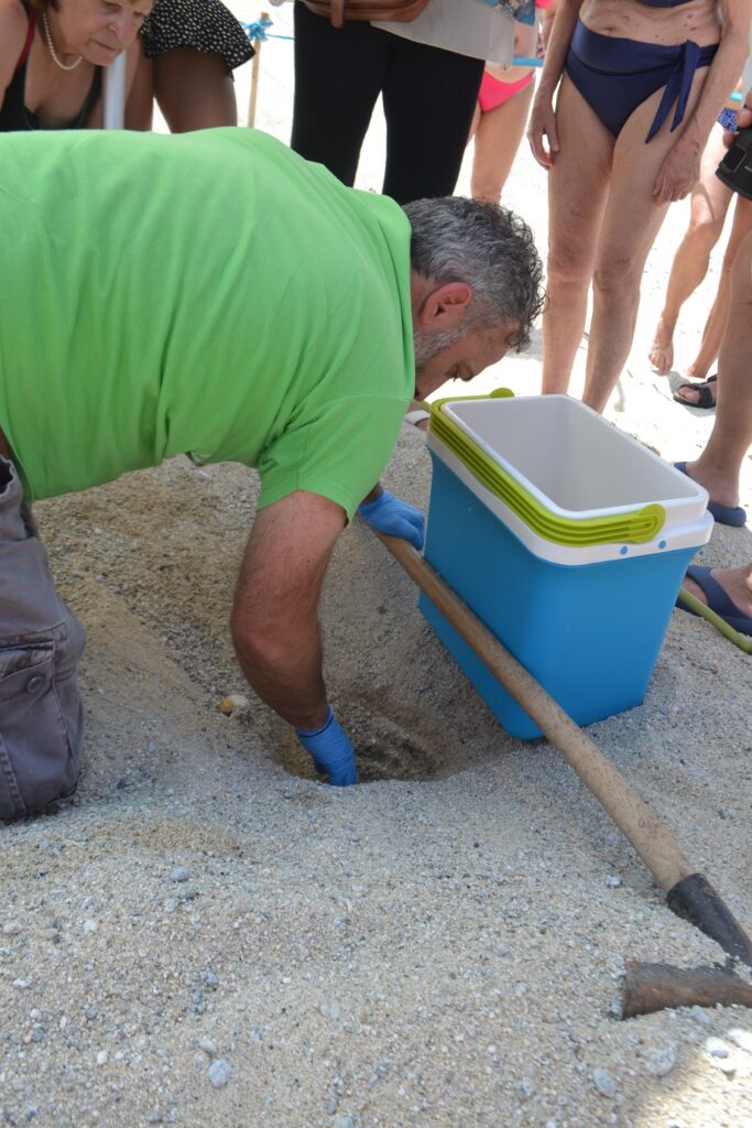 Trovato nelle spiagge di Ricadi il primo nido di tartaruga marina della stagione 3 DSC 0211
