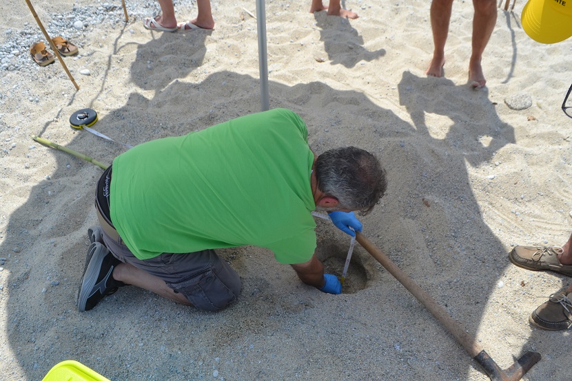 Trovato nelle spiagge di Ricadi il primo nido di tartaruga marina della stagione 5 DSC 0219