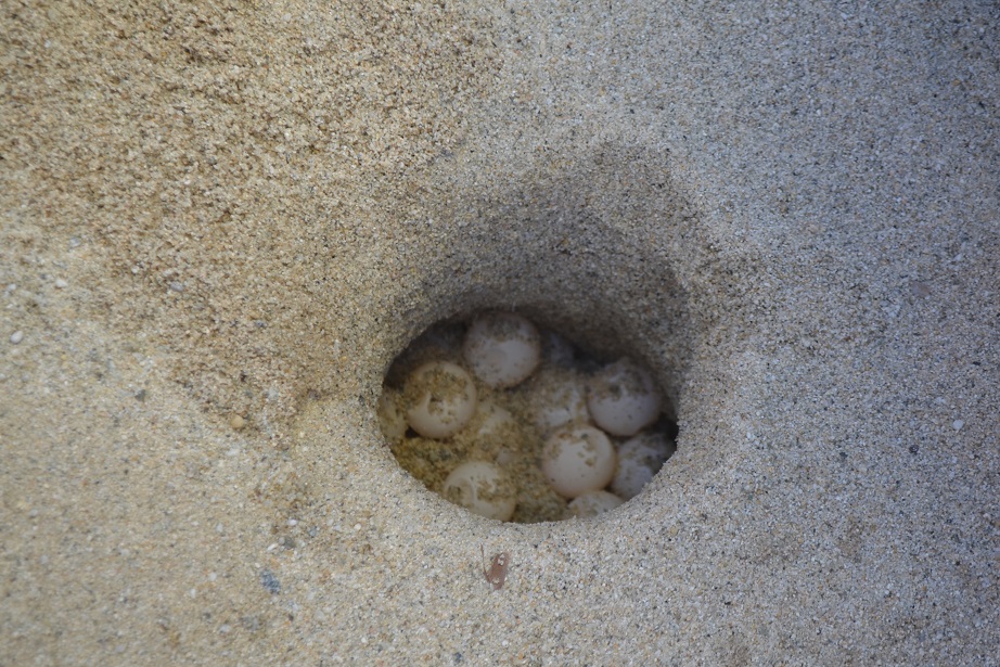 Trovato nelle spiagge di Ricadi il primo nido di tartaruga marina della stagione 6 DSC 0231