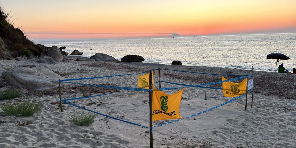 “Sea Turtle Friendly Beaches”, un seminario in programma alla Greenstation di Santa Domenica