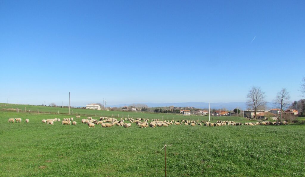 Il Consorzio Pecorino Monte Poro DOP si presenta alla comunità 4 IMG 0026